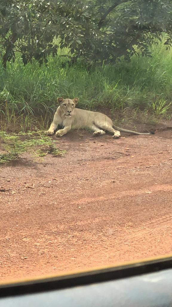Un lion égaré hante le sommeil des populations