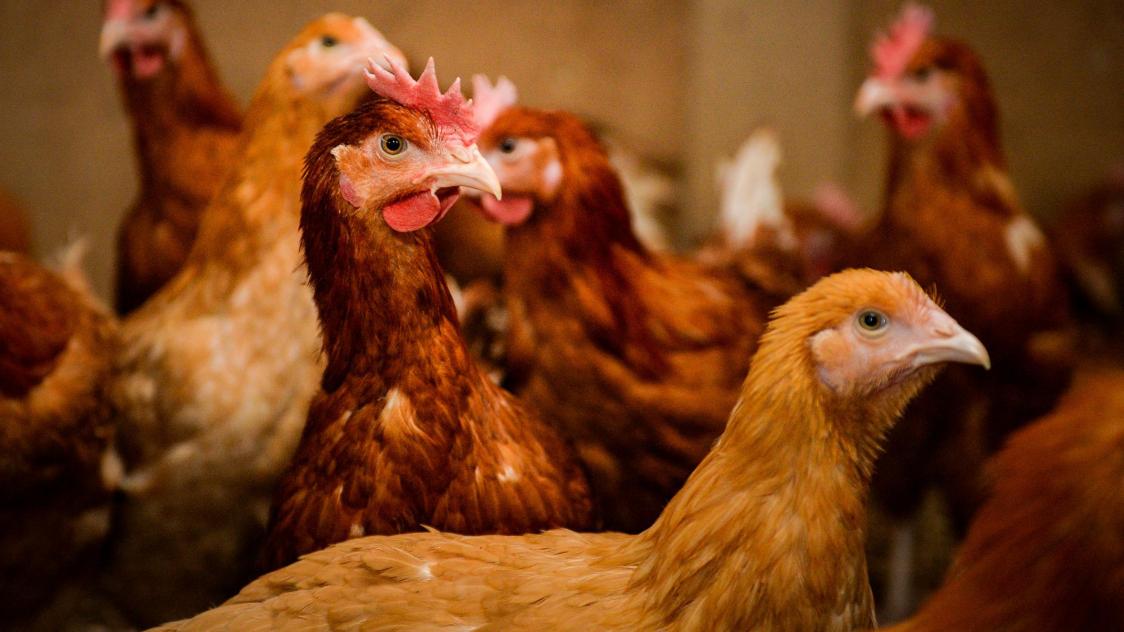 Grippe aviaire en France: le niveau de risque porté à «élevé», les volailles confinées
