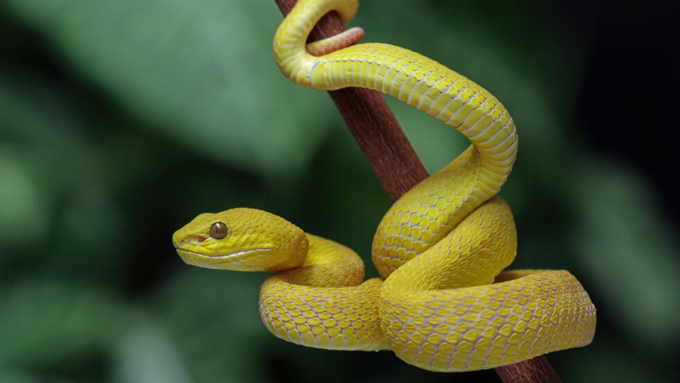Dérèglement climatique: les serpents venimeux pourraient se déplacer en masse
